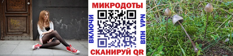 Галлюциногенные грибы Psilocybe Чехов